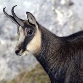 Jäger stirbt bei Gamsjagd