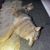 Mann angegriffen und schwer verletzt Auto fährt durch Bahnschranke Wolf auf Autobahn überfahren Mit 1,2 Promille Unfall verursacht  Geldautomat gesprengt