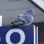 Hausverbot fürs Taubenfüttern