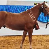 Narcotic von Herbert Aicher aus Surberg siegt