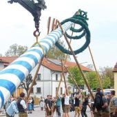 Mit vereinten Kräften wurde der Maibaum in die Höhe gehievt