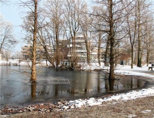 Auch der Weiher im Spinnereipark ist mit einer dünnen Eisschicht bedeckt.