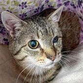 Kater Pinocchio sucht ein neues Zuhause