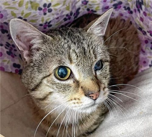 Der kastrierte Stubentiger Pinocchio wurde 2011 geboren und freut sich auf ein neues, verschmustes Daheim. Foto re