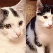 Katzenbuben möchten Pflegeplatz gegen Zuhause tauschen