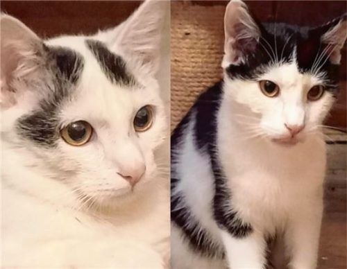 Die Kater Pünktchen und Jimmy sind unzertrennlich. Foto re