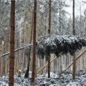 Soforthilfe für unsere Wälder