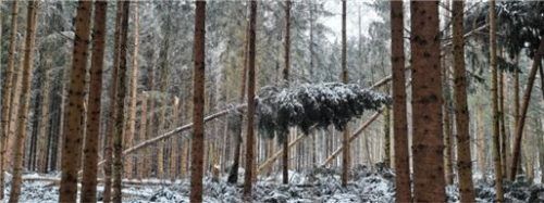 Die Schnee- und Sturmschäden sind zahlreich. Damit der Borkenkäfer nun keine Chance hat, muss schnell reagiert werden. Foto anita Ottmann / AELF Fürstenfeldbruck