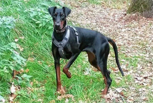 Dobermann-Hündin Sky ist sehr verspielt und übermütig.Foto re