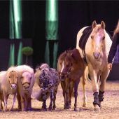 Die Königsdisziplin der Pferdearbeit