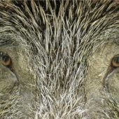 Pseudowut – Tierhalter in Sorge