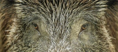 Hauptwirt für den Erreger der Aujeszkysche Krankheit ist das Wildschwein.