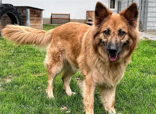 Ihre treuen Augen verraten viel über ihren Charakter. Die Harzer Füchsin Juli versucht immer, alles richtig zu machen. Foto re