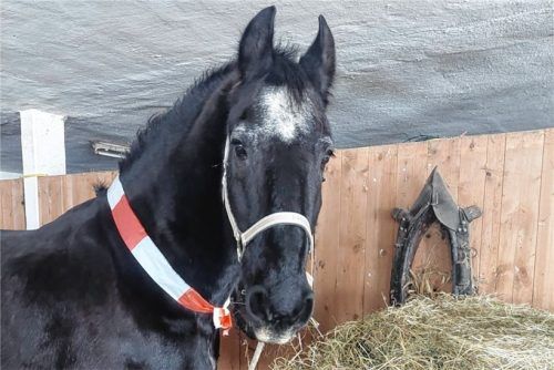 Rot-weißes Flatterband als Zeichen des Miteinanders – Hier schmückt es Pferd Rondo von Doris Kramer. Foto Doris Kramer