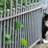 Kastrationspflicht für Freigänger?