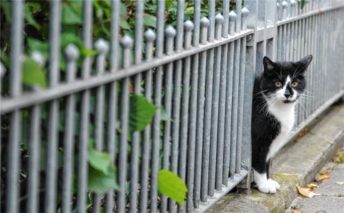 Sollten freilaufende Katzen kastriert und registriert werden, um ihre unkontrollierte Vermehrung und das Entstehen verwilderter Populationen einzudämmen? Auch im Landkreis Rosenheim wird darüber diskutiert. Foto dpa
