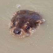 Teichwirte kämpfen mit Fischotter Unterschriften gegen Gentechnik