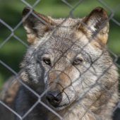 Der Wolf lernt, Zäune zu überwinden