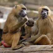 Tierpark will Paviane töten