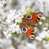 Lottogewinner kommt aus Bayern Sträucher statt Schnittblumen Schleuser setzt zehn Migranten ab