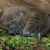 Die Mittenwalder Mäuse-Sensation