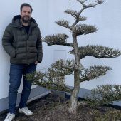 Bonsai-Streit vor Gericht
