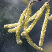 Pollenflug-App soll Allergikern helfen