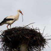 Viele Störche sind schon da