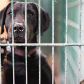 Bayerns Tierheime sind voll