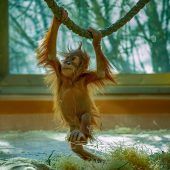 Hellabrunn: Schutz für Orang-Utans