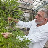 Ernüchterung bei den Cannabis-Freunden