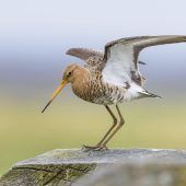 Vogelschutz: „Wir merken Gegenwind“
