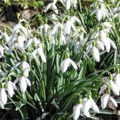 Schneeglöckchen senden ersten Frühlingsgruß