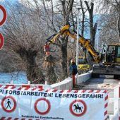 Zehn Eschen mussten gefällt werden