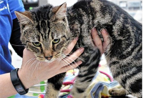 Aufenthalte in der Tierklinik können teuer werden. Ein Raublinger Ehepaar bekam das mit ihrer Katze Sarah nun zu spüren. Foto Symbolbild dpa
