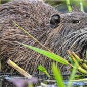 Runder Tisch zur Biberproblematik