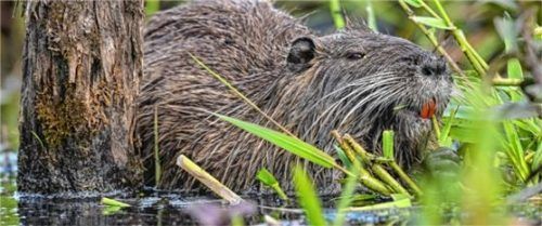 Biber können große Schäden verursachen. Foto dpa