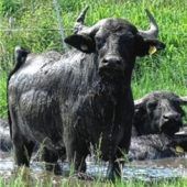 Versuchslabor auf Moorboden