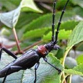 Ausbreitung des Asiatischen Moschusbockkäfers verhindern