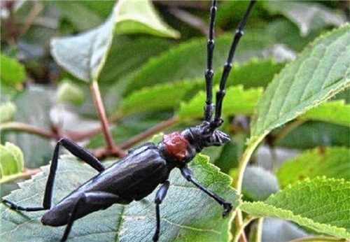 Der Asiatische Moschusbockkäfer ist ein Schädling, der seit einiger Zeit versucht, sich in der Rosenheimer Region auszubreiten. Foto Bayerische Landesanstalt für Landwirtschaft
