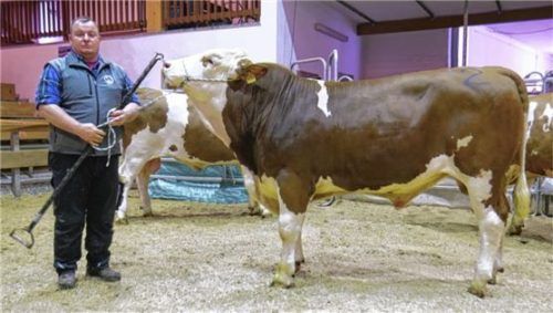 Der reinerbig hornlos vererbende Hitz-Sohn, aus dem Zuchtbetrieb von Christian Niederbuchner aus Aiging, erzielte an diesem Markt den höchsten Preis.Foto re