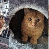 Einzigartiges Katzentrio sucht gemeinsames Heim