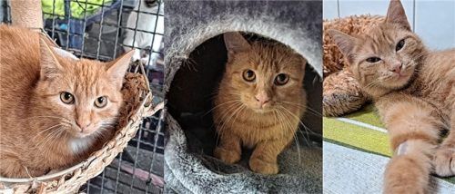 Die drei Samtpfötchen suchen ein Zuhause. Links ist Isabella, in der Mitte Ivanka und rechts Ira zu sehen. Foto Re