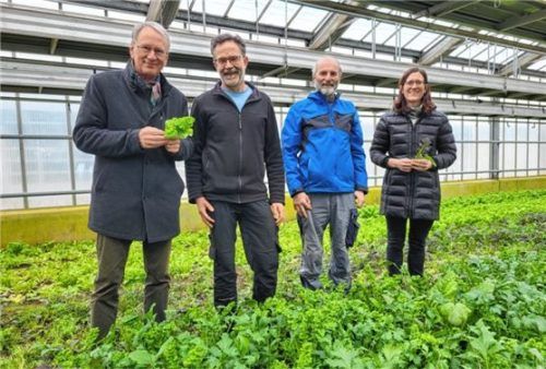 Die Wintersalate im Gewächshaus besichtigen (von links) Dr. Georg Kasberger vom AELF Rosenheim, die Gärtnermeister Andreas Rauch und Rainer Steidle sowie Dr. Anja Mayr vom AELF Rosenheim. Foto  AELF Rosenheim
