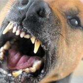 Nach Beißattacke: Peta fordert verpflichtenden Hundeführerschein