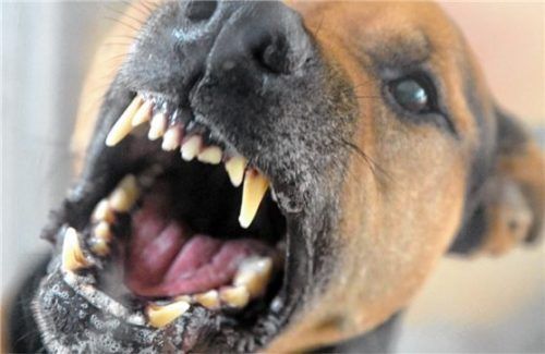 Ein kräftiger Hund hat am vergangenen Sonntag zwei Ersthelfer gebissen (Symbolbild). Foto dpa