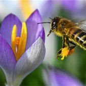Imker der Region stehen vor Herausforderungen