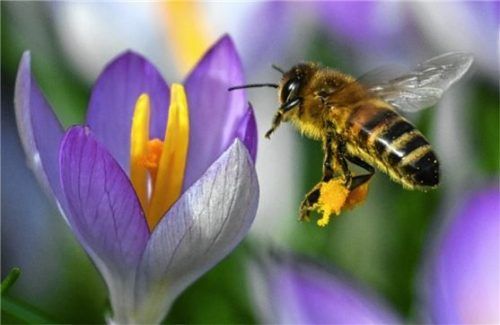 Eine Honigbiene fliegt beim Sammeln von Nektar auf einen Krokus zu, der bei mildem Wetter bereits blüht. Foto dpa