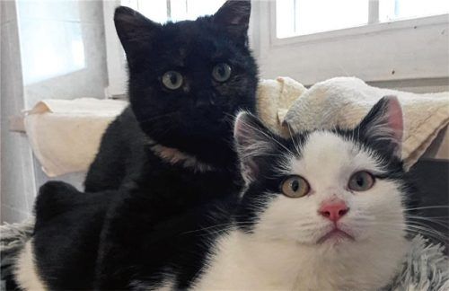 Feli und Fritzi sind auf der Suche nach Liebe und Geborgenheit. Foto re