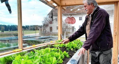 Hans Schmid hegt, pflegt und erntet mitten im Winter seinen selbst gezogenen Salat. Foto unterforsthuber